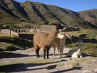 An obligatory llama shot